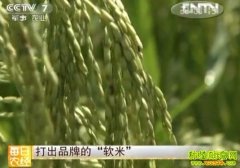 ���Ʒ�Ƶġ����ס�(20121128)