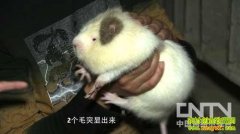 �������ı���(20121129)