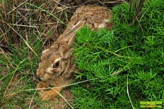 [�����е�]�Կ˹���Ұ���������Ҳ�