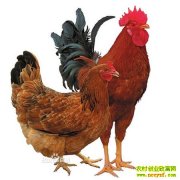 ���Ǽ���Ե����������(20130321)