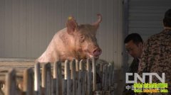 ���˹������¸���Ƶ(20130328)