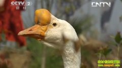 �ֵ��������(20130423)