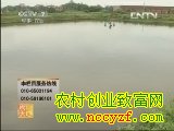 奥尼罗非鱼养殖技术视频(20130613)