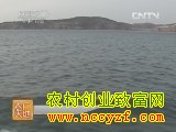 海大金贝养殖技术视频