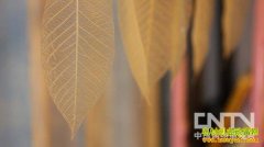 [�¸���]һƬҶ������7000Ԫ�ı���