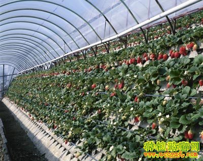 ��ݮ�߼�����