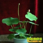 [ũ�����]������ֲ�����μ�����Ƶ