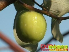 [ũ�����]��������̨��������ֲ������Ƶ