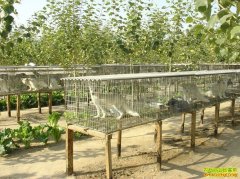 ����������ֳ�ߴ�ƭ��