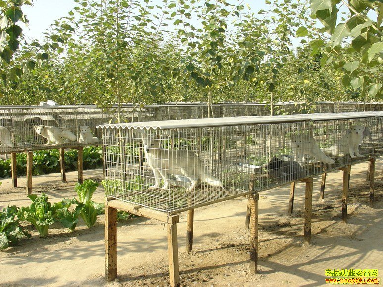 ������ֳƭ��