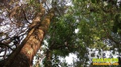 [�¸���Ұ������]�������� ��Ф��Ѱǧ�걦��