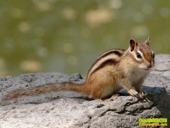 [ÿ��ũ����ֳ����]�����³�:����