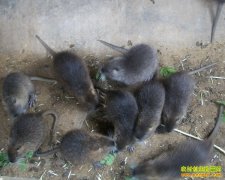 [ũ�����]��������ֳ����