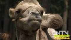 [�¸���]֣�����ھ��������Ϸ��ֵ����̻�