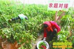 [�����е�]��ѧ���߲˺ϻ���