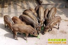 [�����е�]����ƽ:Ұ����ֳ������ɫ�Ƹ�