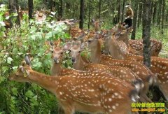 [�����е�]��ɽ�е���š�¹�ġ�������