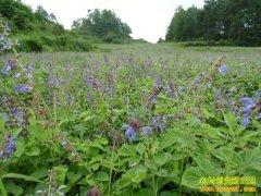 [��ֲ�¸�����]���� ������ġ��𡱱���