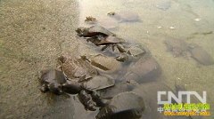 [�����е�]��������ٻ��ĲƸ����