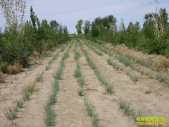 [ÿ��ũ��]ɳ����ɳ�� һĶ׬������