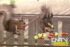 [�����е�������]ɭ��С���������Ƹ�