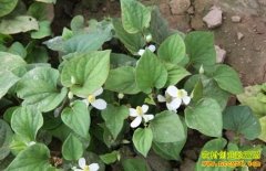 [�����е�]�ӹ����ֲݾ�׬2800��