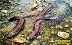 [�����е�]ɽ���˱����˸���������