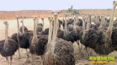 [�����е�������]����ʿ������