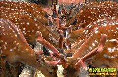 [�Ƽ�Է]÷��¹����������¹��