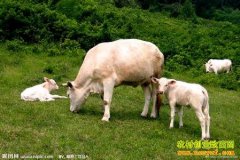 [�����е���ţ]��ɽ��ķ�ţ����ï��