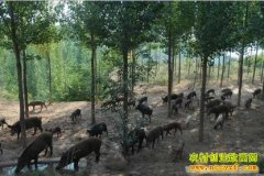 [�����е�]����ȪΧ������Ұ���Ƹ�