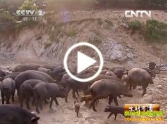 [�����е���Ұ��]�ƽ�ΰΧǽ��ĲƸ�����