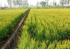 [�Ƽ�Է]����Ч�淭ʮ��������