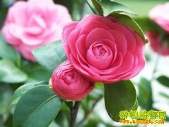 [�����е�]ɽ�軨ż�������ĲƸ�