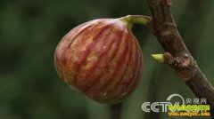 [�¸���]��������������ĲƸ���Ϯ