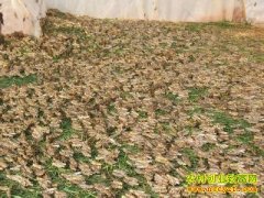 [�۽���ũ]ɽ���������ٸ����������ƴ����¸�·