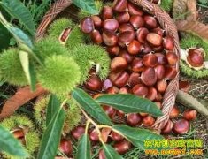 [�۽���ũ]���յ��ҡ����￴����