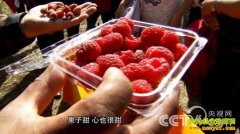 [�¸�����ݮ��ֲ]��ɺ�����ϡ���֮��