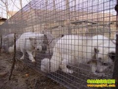 [�����е�]��־��ʮ������ֳ �ð����Ƹ�