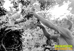 [�Ƽ�Է]�����ʯͷɽ��������