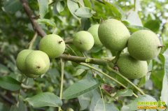 [ÿ��ũ��]��ֲ��Ƥ����ĶЧ�����Ԫ