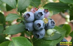 [�Ƽ�Է]Ķ��ֵ18��Ԫ����ݮ