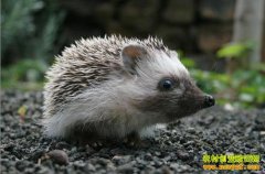 [�Ƽ�Է�����ֳ]���Ҳ�ܲ�һ��