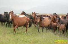 [ũ�����]��������ֳ������Ƶ