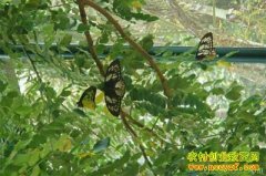 [�����е�]��������������ֳ�����¸�����