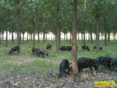 [�����е���ֳ����]ͬ�Ľ��û����´���·