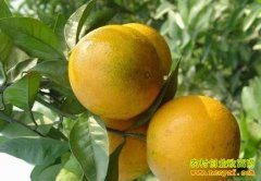 [�¸��ð���]��ˮ�÷��ֳ������