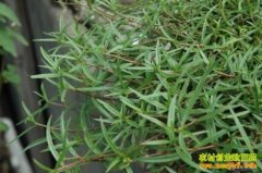 [��ֲ�¸�����]������ֲ�׻���������¸�