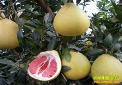 [ÿ��ũ��]Ʒ�ֶ��� �gϪ������ɫ�ɲ�