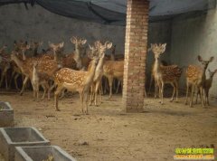 [�����е���÷��¹]ʯ��ӵ��Ұ��·����¹